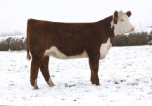 Brown Illini Classic Heifer.jpg