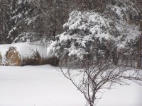 2 Christmas 09 004.jpg