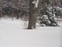 3 Christmas 09 003.jpg