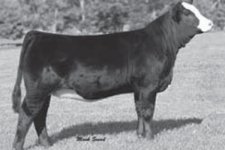 steel-force-heifer-lg.jpg