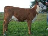 heidi_et heifer_06_09.jpg