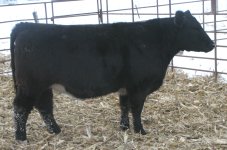 Lot 25 Chill Factor Bred.jpg