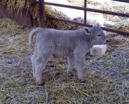 N Charge Baby #1.jpg