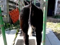 domino rear-october.jpg