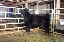 Hickory Hill Farms chi heifer pic 1.JPG