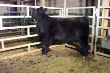 Hickory Hill Farms chi heifer pic 2.JPG