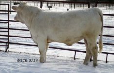 IMG_5248 copy----WHITE RAIN F899---.jpg