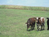 kansas calves042.JPG