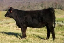 Hickory Hill Farms - march Balancer heifer.jpg