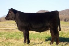 Hickory Hill Farms - May Balancer Heifer.jpg
