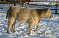 IMG_5216 copy----SILVER DOLLAR--9809--.jpg