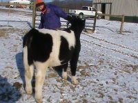 Golden Child Steer 018.JPG