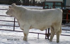 IMG_5245---WHITE RAIN F899----.jpg