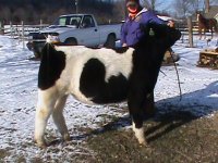 Golden Child Steer 011.JPG