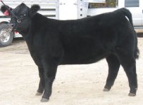 Jan01 Barrow and Heifer Pics 019.jpg