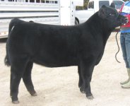 Jan01 Barrow and Heifer Pics 014.jpg
