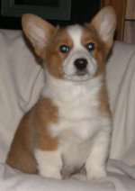 2010-1-2-Roscoe2.jpg