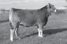 cow1.jpg
