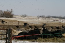 IMG_5284---fred ranch bulls ---.jpg