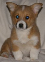 2010-1-2-Bashful2.jpg