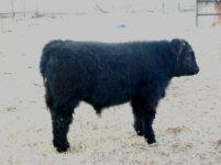 yak side.jpg