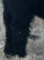 yak leg.jpg