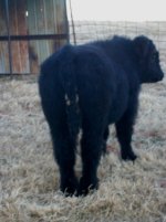 yak butt.jpg