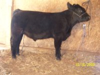 cattle 015.jpg