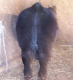 cattle 017.jpg