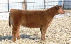 WHo da man sullivan's heifer.JPG