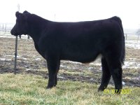 Blackford steer.jpg