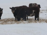 winter cows 015 - Copy.JPG
