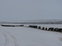 winter cows 043 - Copy.JPG