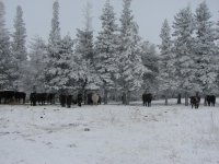 winter cows 023 - Copy.JPG