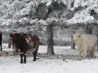 winter cows 027 - Copy.JPG