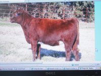 sale calves001.JPG