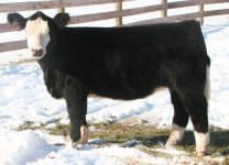 Golden Child Heifer 2.jpg