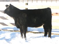 BC Matrix Sim Angus Heifer.jpg