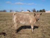 celia heifers 009.jpg