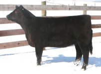 Eye Candy Heifer.jpg