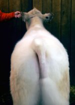 rear white steer.jpg