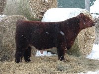 Lot 25 Iowa Beef Expo.JPG