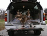 deer.jpg