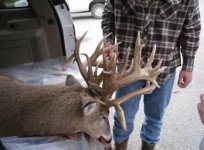 deer2.jpg