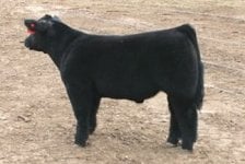 hw steer.jpg