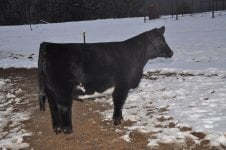 Heifer - Annie 031.JPG