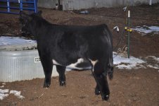 Heifer - Annie 037.JPG