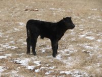 Heatwave calf 009.jpg