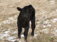 Heatwave calf 002.jpg