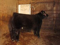 ashtyn-steer2010-1.JPG